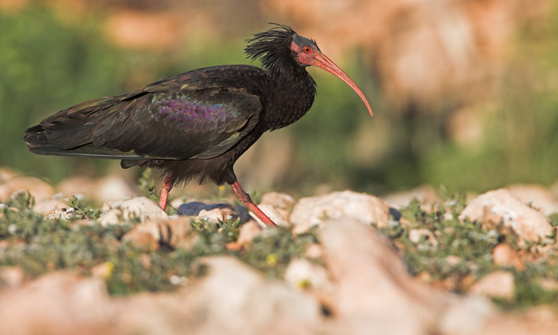Nel parco del Circeo hanno sparato a un raro ibis eremita