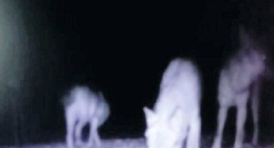 Parco del Circeo, avvistati 4 lupi a Sabaudia: cresce il branco
