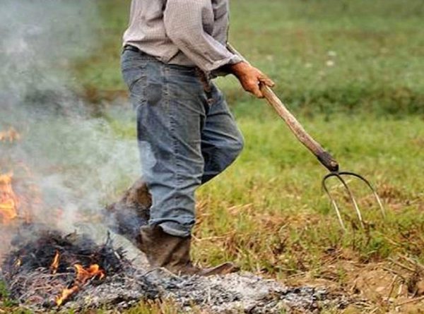 Abbruciamento residui potatura olivi nel Parco Nazionale del Gargano, il presidente Pazienza chiede alla Regione di rivedere la norma