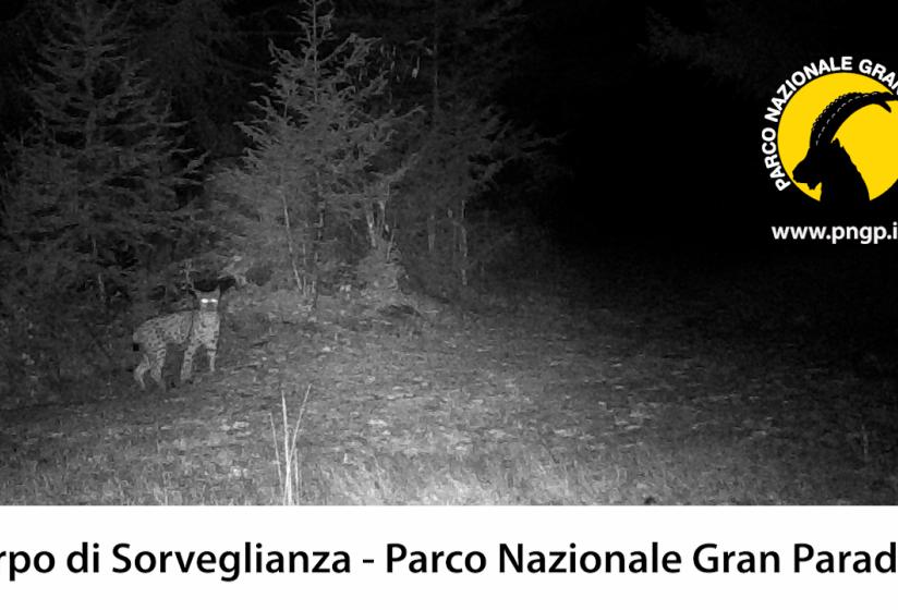(credits Corpo Sorveglianza Parco Nazionale Gran Paradiso)