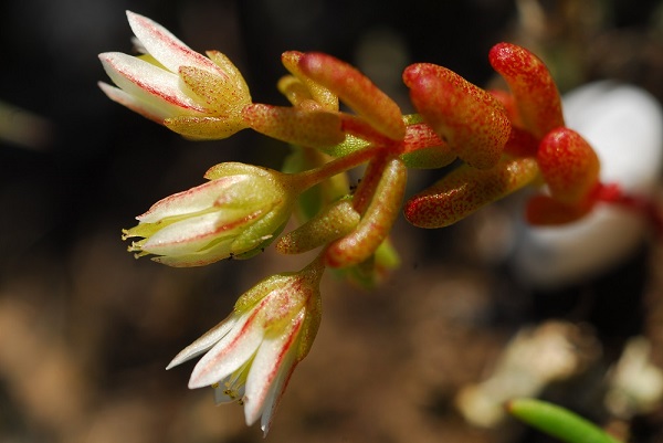 New plant discovered: the 'Sedum aquilanum'