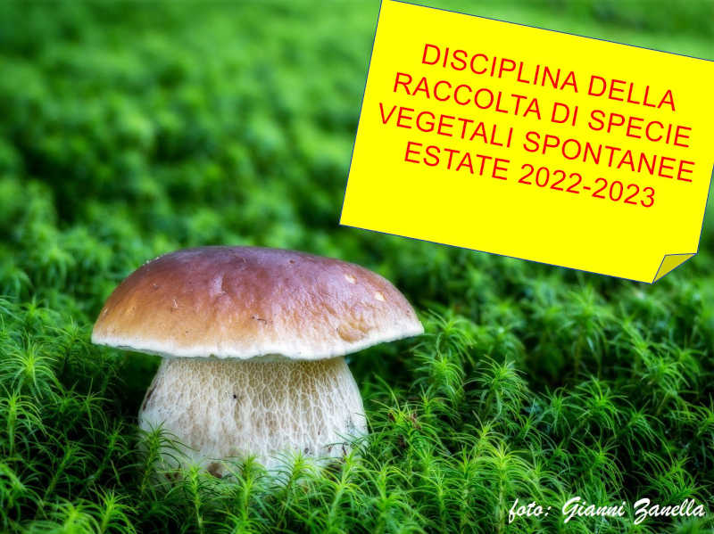 Disciplina della raccolta di specie vegetali spontanee – estate 2022-2023