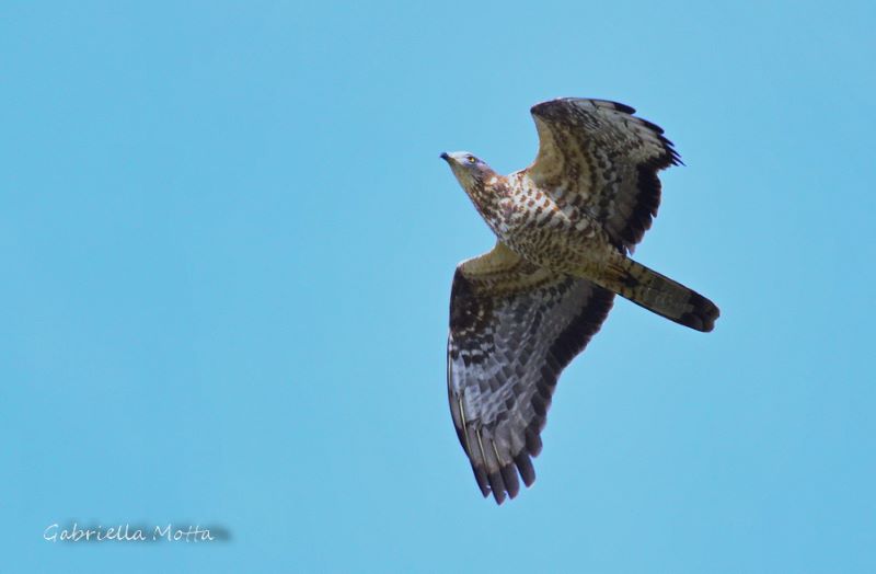 Falco pecchiaiolo in migrazione: i risultati del monitoraggio primaverile