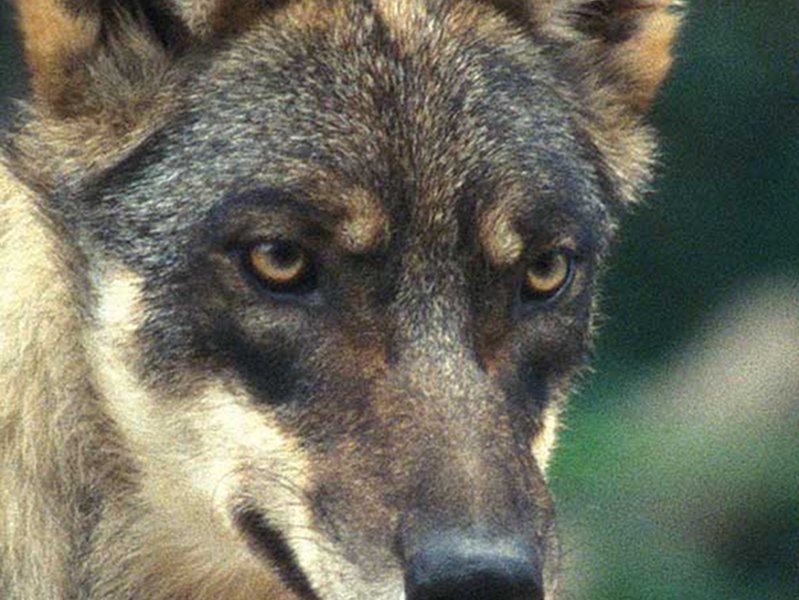Da Sabato 26 al Domenica 27 Settembre 2015 - Wolf-Howling: l'ululato del branco