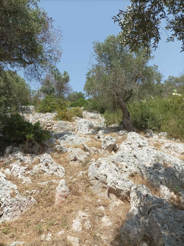 Fasce tagliafuoco nel Parco Otranto-Leuca: pubblico e privato insieme per l'anticendio