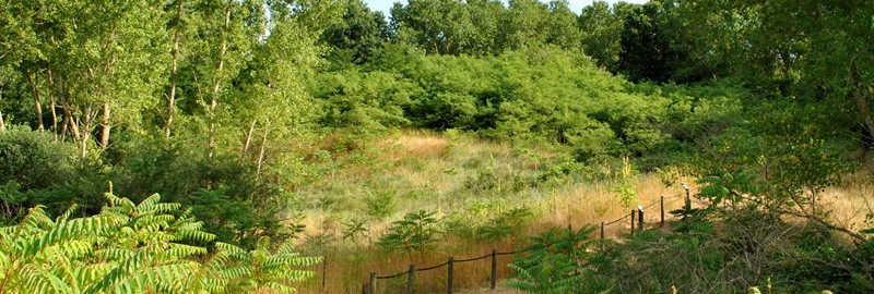 Interventi forestali nei boschi della Provincia di Ferrara in gestione all'Ente Parco, nei comuni di Codigoro, Goro e Mesola