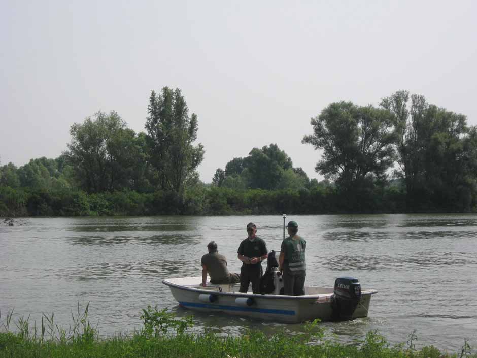 Wels catfish: the Park asks fishers not to release captured fish in the river