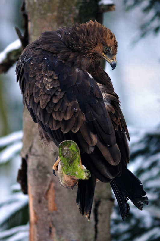 Aquila uccisa nel parco dei monti lucretili