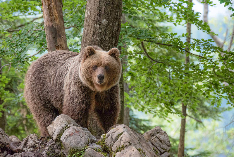 Una mostra fotografica sulla fauna al centro visite del Parco a Prato di Resia