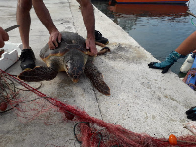 Per la prima volta in Italia ecco un fondo di soccorso per i pescatori che salvano le tartarughe marine, specie particolarmente protette