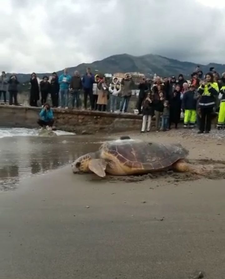 Osimhen e Fast ritornano in mare: liberate a Vico Equense due tartarughe marine