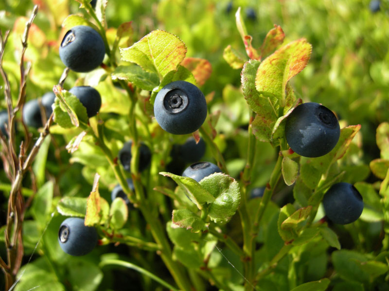 The 2019 Blueberry Harvest opens in the Frignano Park