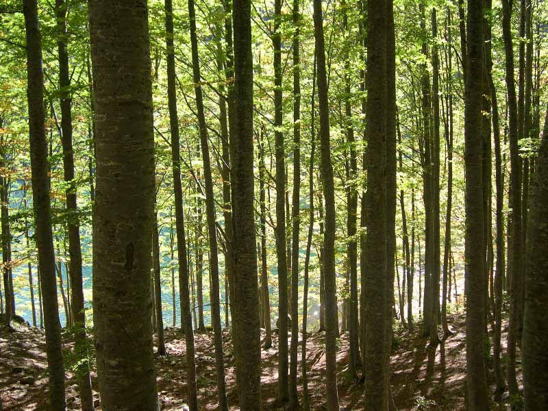 Sabato 9 settembre nell'area ZSC di Monte Duro l'iniziativa 'Respirare la Foresta', una giornata con la terapia del bosco