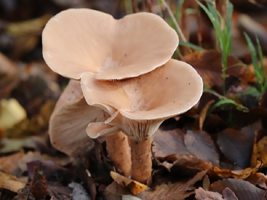 Lo straordinario mondo dei funghi al Parco Boschi di Carrega
