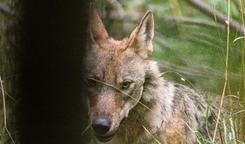 Pubblicata la prima stima esaustiva della popolazione di lupo nelle regioni alpine italiane