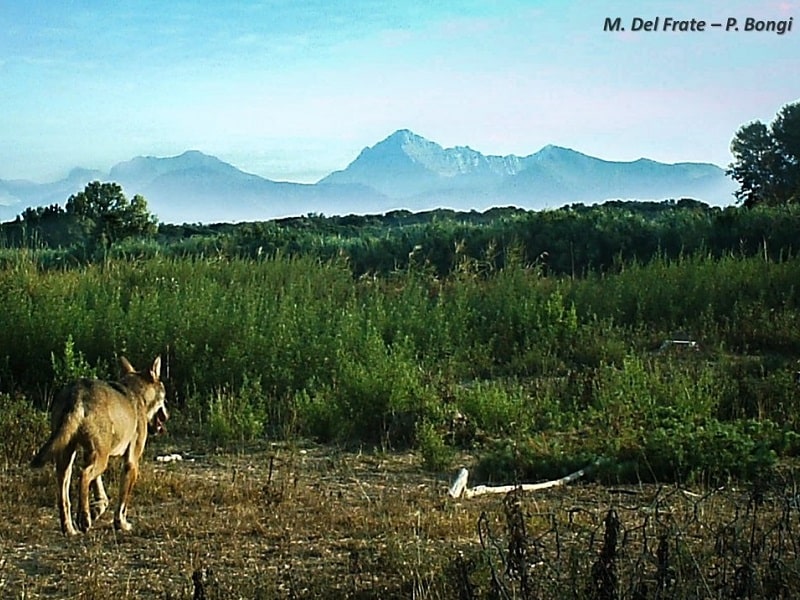 Il lupo è di casa a San Rossore: quattro esemplari costantemente monitorati