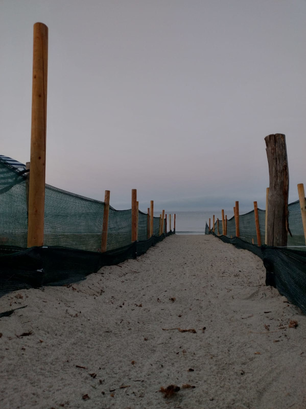 Iniziata la schiusa del nido di tartaruga sulla duna in località il Pino  (Parco costiero della Sterpaia)