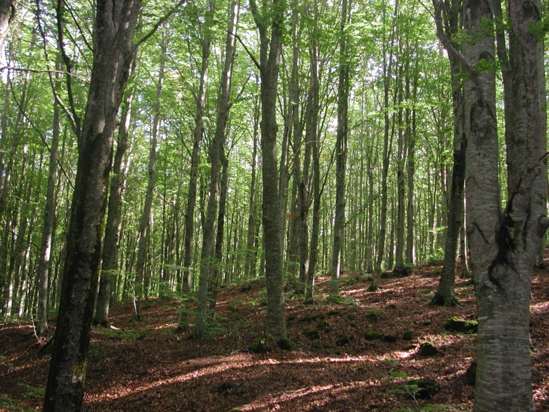 2011: International Year of Forests