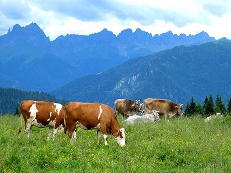 Kiev, l'impianto di cogenerazione è alimentato da 4000 mucche
