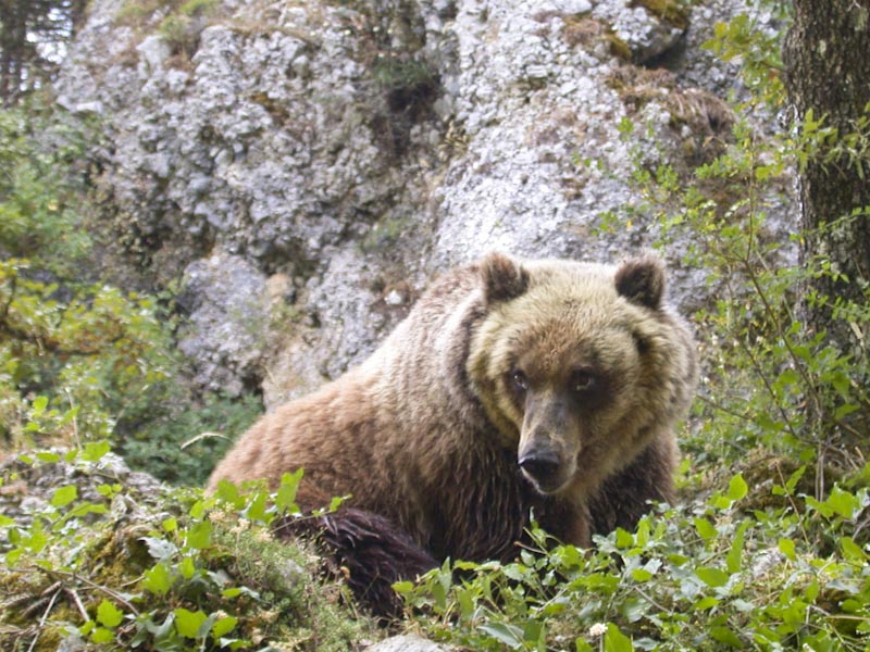 Life Arctos Project on the Conservation of the Brown Bear in Italy