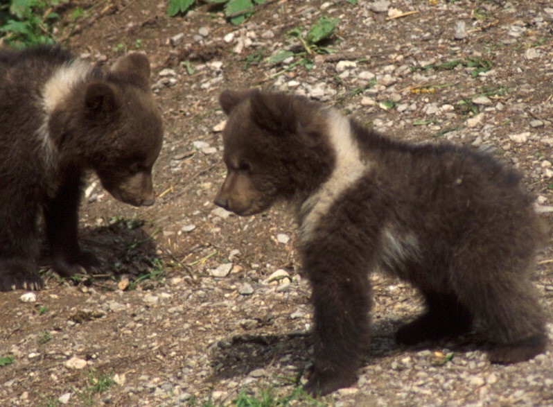 Cuccioli di orso bruno (Fedrizzi)