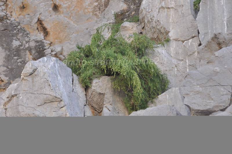 Scoperta la rarissima Kochia saxicola a Capo Palinuro nel Parco Nazionale del Cilento