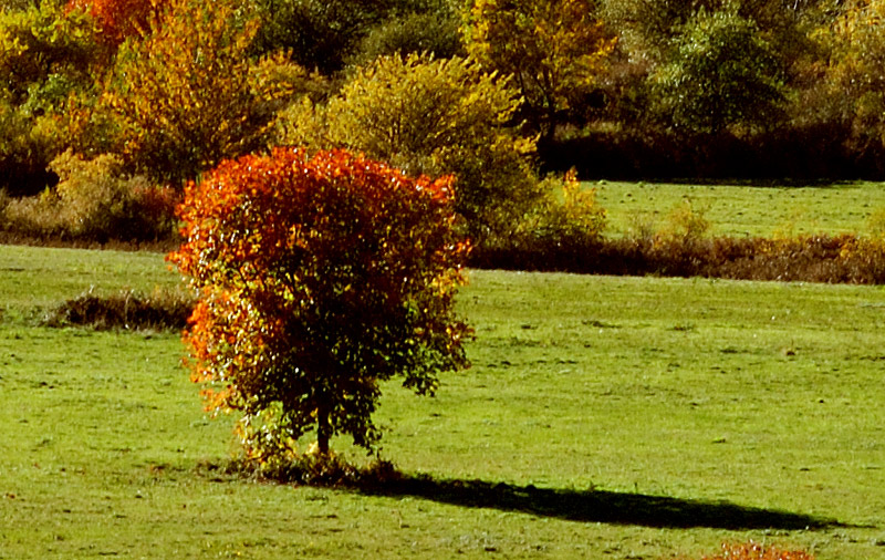  Il Paesaggio d’autunno tra Majella e Morrone nella Giornata dell’Albero