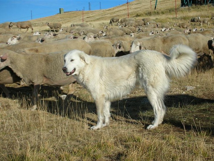 Cani da pastore abruzzesi per prevenire i danni da predatori nel parco