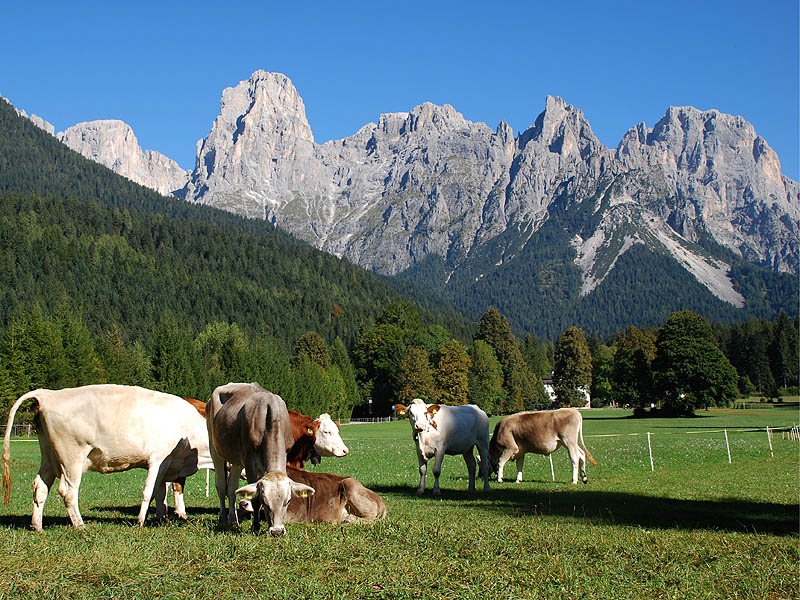Mucche al pascolo in Val Canali