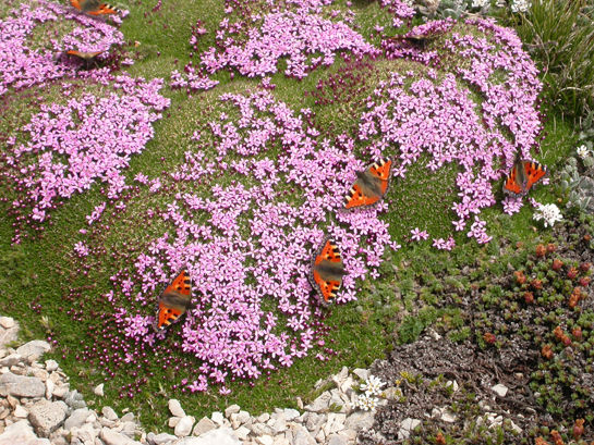 Tra i fiori della Majella: esperienze di botanica nel Parco Nazionale della Majella