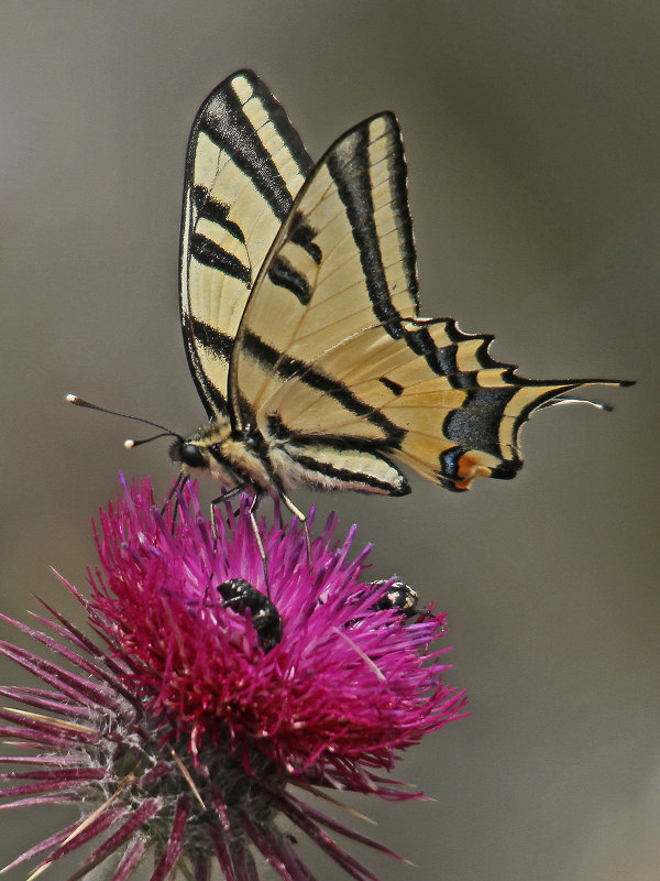 Papilio alexanor (foto Michael Sveikutis)