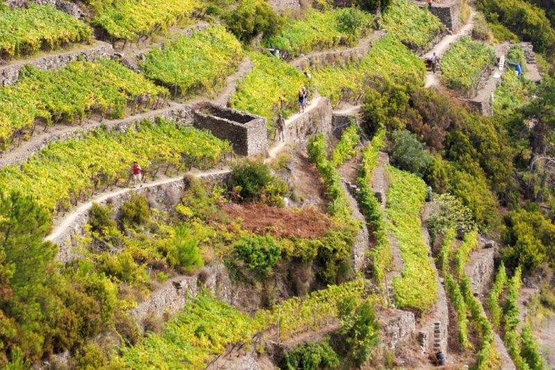Cinque Terre wines: mirror of a landscape