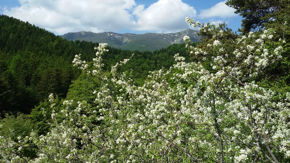 Festa di primavera nelle Alpi Liguri – ultimo weekend