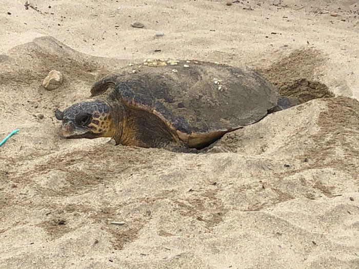 Quarta nidificazione di tartarughe marine nel Parco Nazionale del Cilento, Vallo di Diano e Alburni.  Dopo Palinuro, Pisciotta ed Ascea tocca a Montecorice, spiaggia di Baia Arena