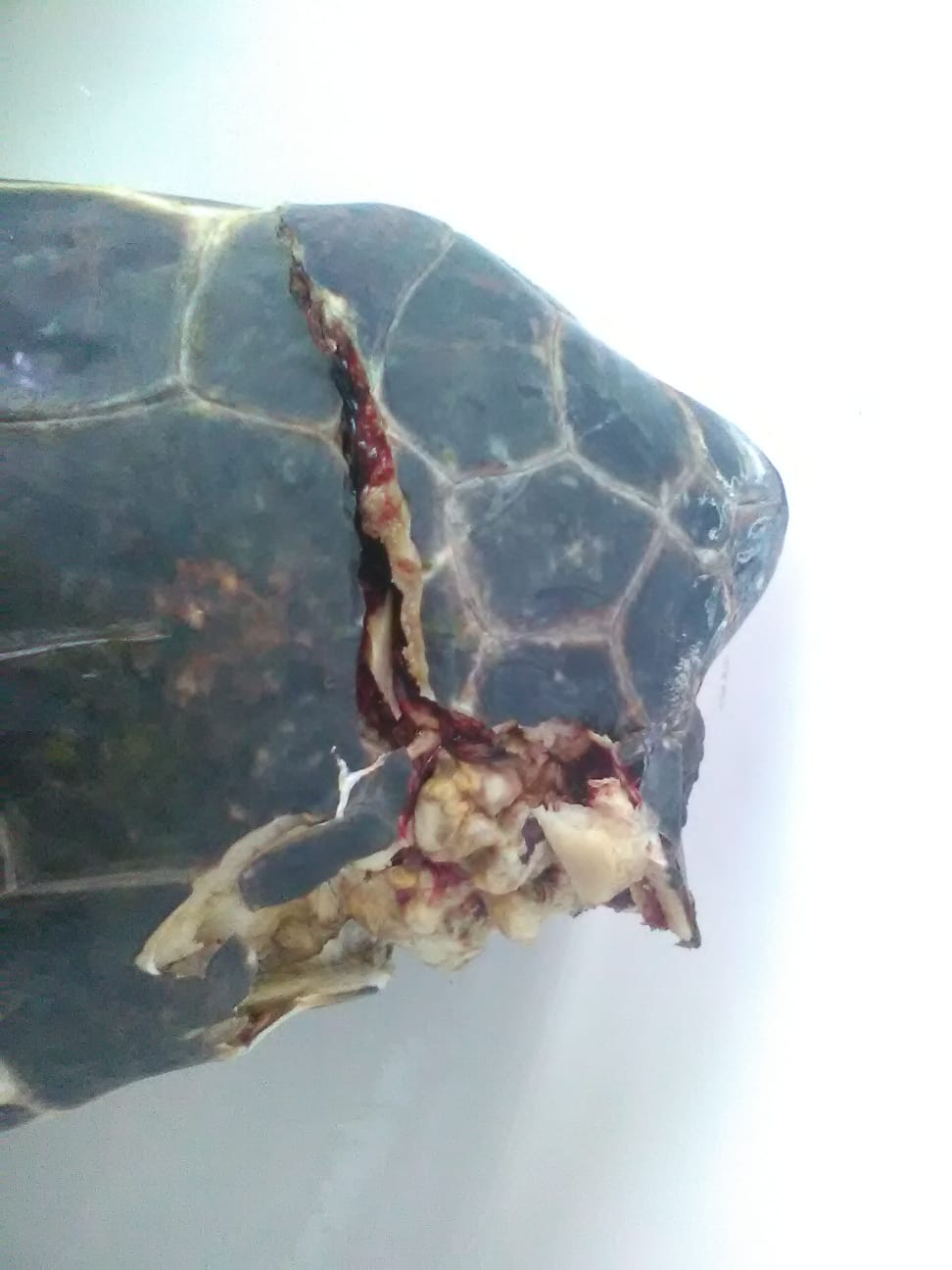 Morta tartaruga investita tra Capri e Punta Campanella
