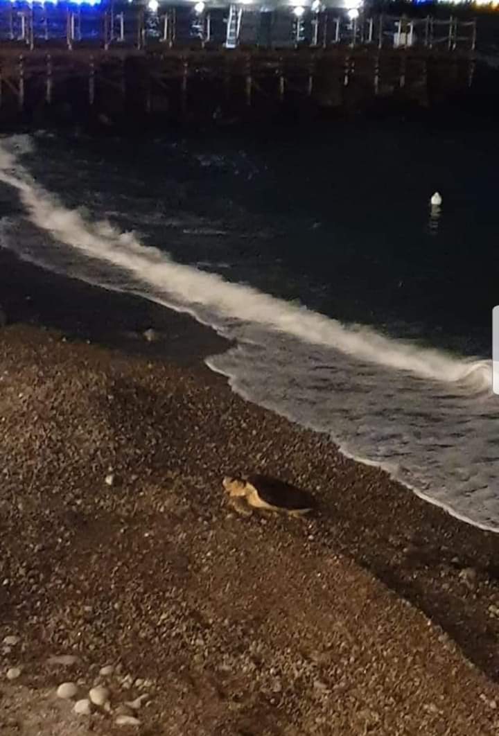 Tartaruga sulla spiaggia di Meta di Sorrento, sopralluogo per nidificare
