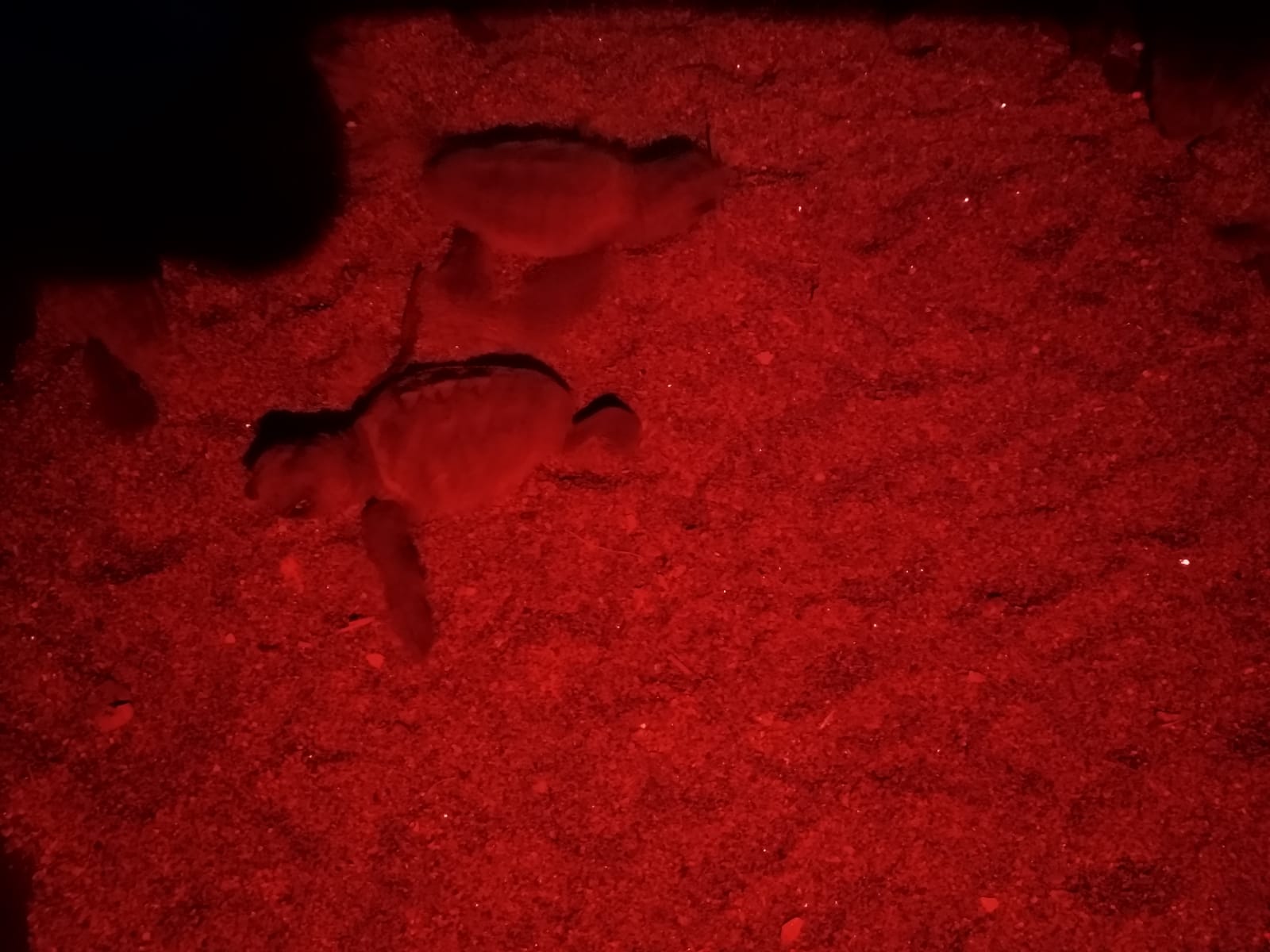 Evento eccezionale in penisola sorrentina: nate decine di tartarughe sulla spiaggia di Meta