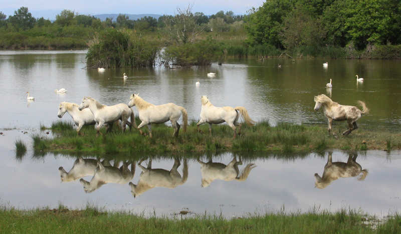 Avvicinamento al branco dei cavalli Camargue dell'Isola della Cona