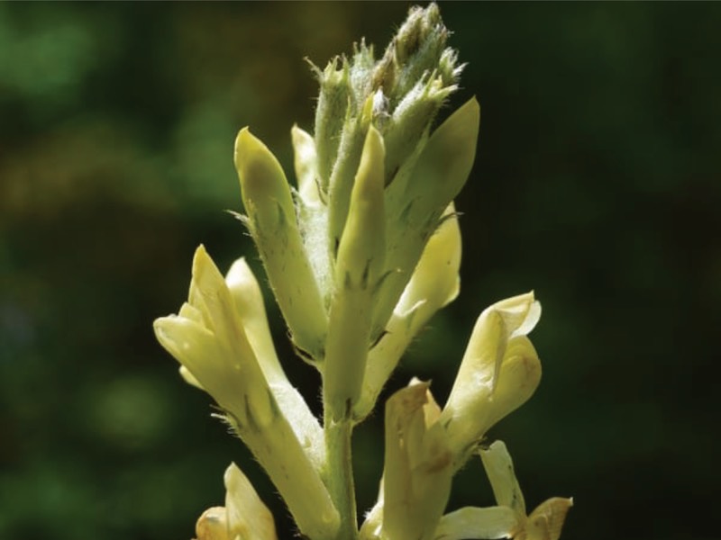 Ottime notizie per l'Astragalus aquilanus nel Parco