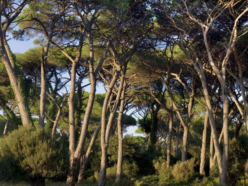 Lo stato delle foreste in Toscana