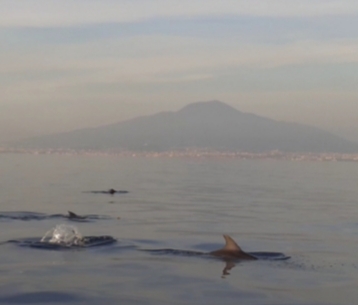 Delfini e Vesuvio: spettacolo nel golfo di Sorrento