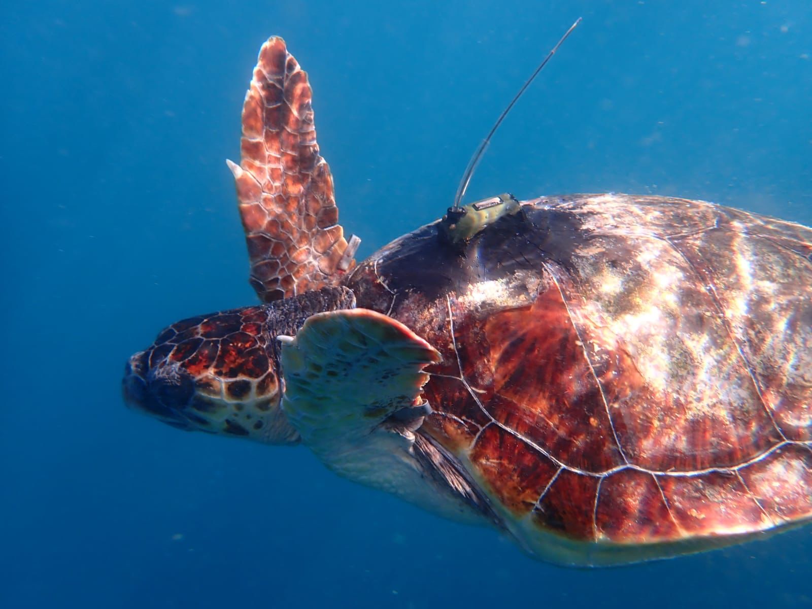 Tre tartarughe ritrovano la libertà al largo di Punta Campanella