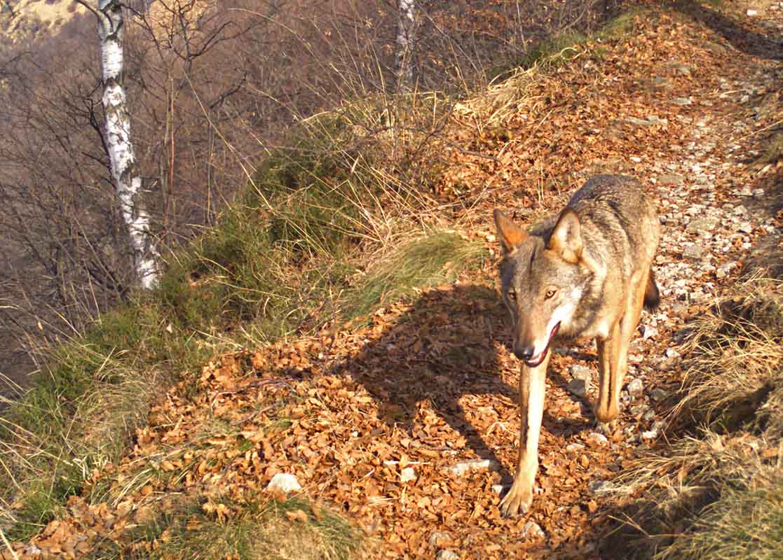 Un lupo cammina lungo un sentiero nella luce dell'autunno