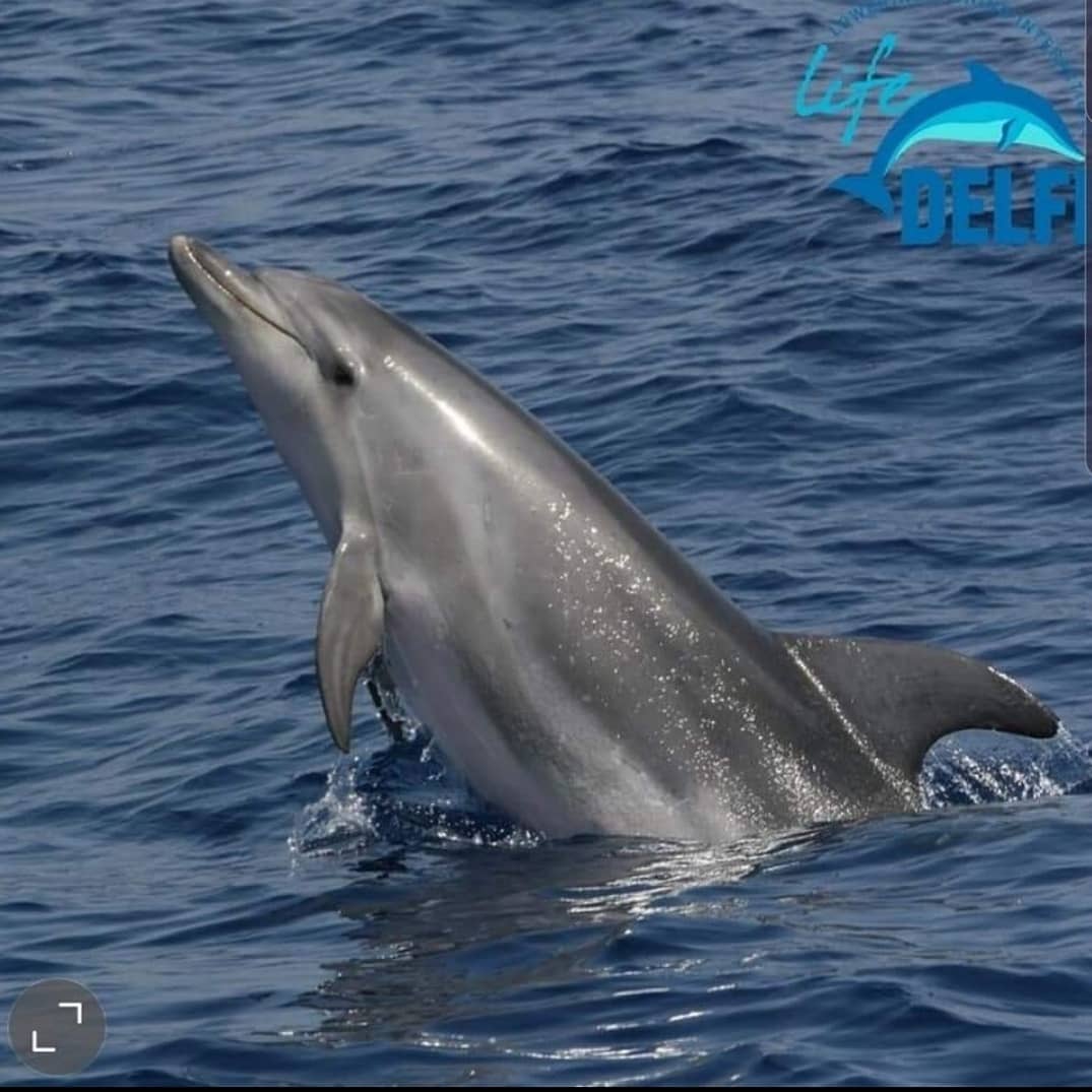 Punta Campanella, a 'caccia' di delfini con macchine fotografiche e binocoli