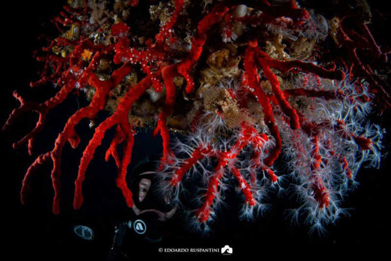 Il selfie di Edoardo Ruspantini con il corallo di Procida è un inno alla bellezza della nostra area marina protetta. 