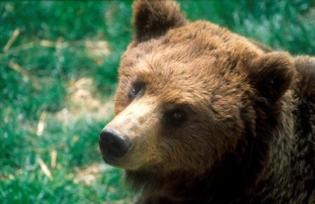 Un esemplare di orso bruno