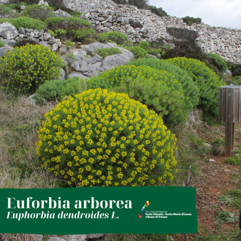 Euforbia arborea (Euphorbia dendroides L.)