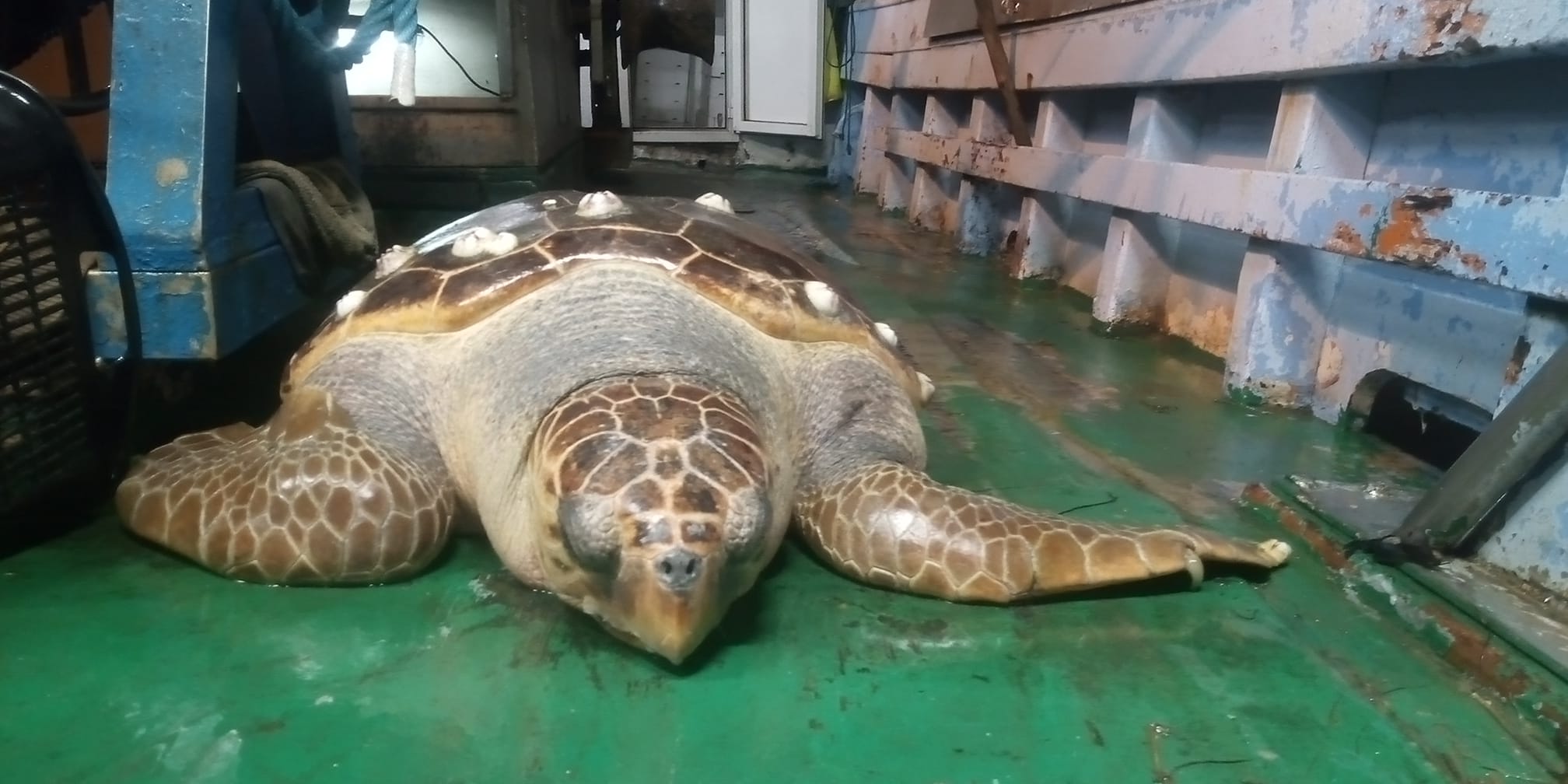'Osimhen, la tartaruga gigante salvata a Salerno