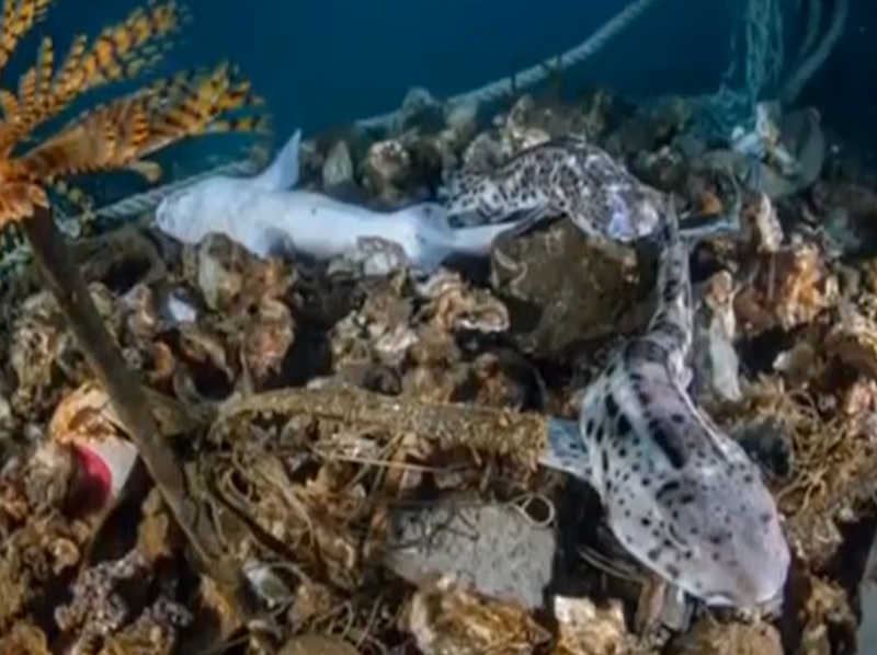 Watersurface: mostra fotografica che denuncia l'inquinamento marino