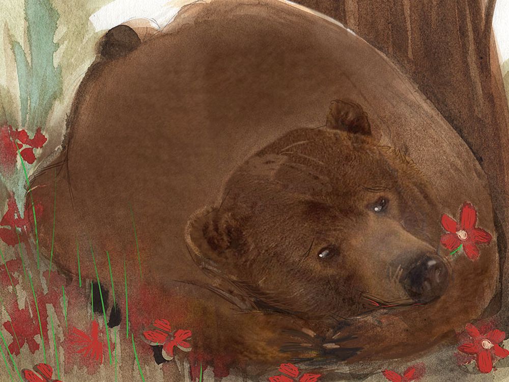 Sull'uccisione dell'orsa Amarena